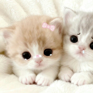 可爱情侣头像
cr.我的萌天下无双 ​​​
#可爱头像##闺蜜头像##情侣头像#