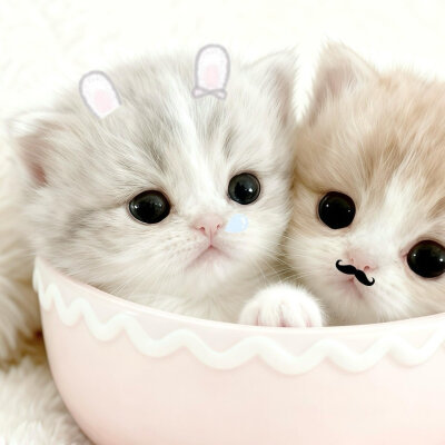 可爱情侣头像
cr.我的萌天下无双 ​​​
#可爱头像##闺蜜头像##情侣头像#