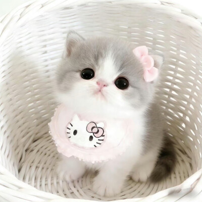 可爱情侣头像
cr.我的萌天下无双 ​​​
#可爱头像##闺蜜头像##情侣头像#