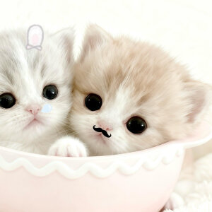 可爱情侣头像
cr.我的萌天下无双 ​​​
#可爱头像##闺蜜头像##情侣头像#