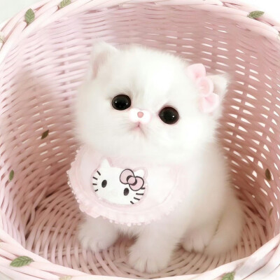 可爱情侣头像
cr.我的萌天下无双 ​​​
#可爱头像##闺蜜头像##情侣头像#