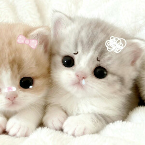 可爱情侣头像
cr.我的萌天下无双 ​​​
#可爱头像##闺蜜头像##情侣头像#