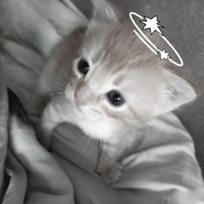 小猫咪头像 天大地大小猫咪最大