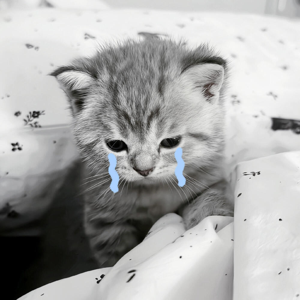 小猫咪头像 天大地大小猫咪最大