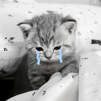 小猫咪头像 天大地大小猫咪最大