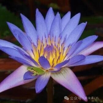 非洲睡莲（学名：Nymphaea capensis）又名南非蓝睡莲，为睡莲科睡莲属下的一个种。其种加词“capensis”意为“南非开普省的/好望角的”。