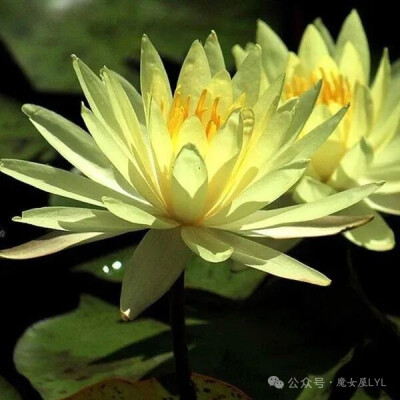 硫磺睡莲 Nymphaea sulphurea是一种原产于安哥拉、赞比亚和刚果民主共和国的睡莲。