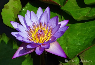 延药睡莲 Nymphaea nouchali又名蓝睡莲，埃及蓝睡莲（学名：Nymphaea nouchali var. caerulea）为延药睡莲的一个变种。