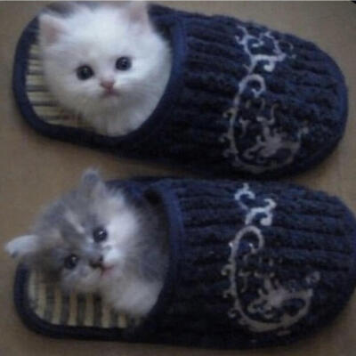 小猫咪头像 天大地大小猫咪最大