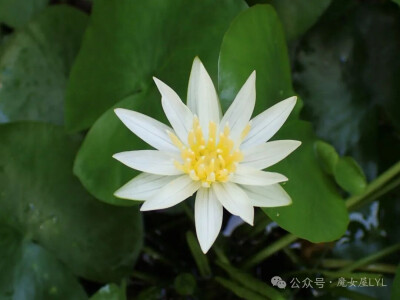 厄德洛睡莲 Nymphaea heudelotii