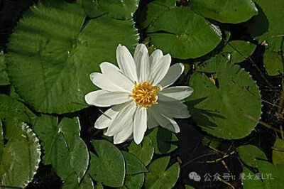 美丽睡莲 Nymphaea pulchella原产于从墨西哥中部和南部到巴西的地区，以及从巴哈马群岛到维尔京群岛（包括圣克罗伊岛）的地区。