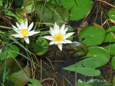 袖珍睡莲 Nymphaea minuta