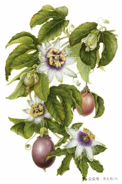 西番莲属（学名：Passiflora）