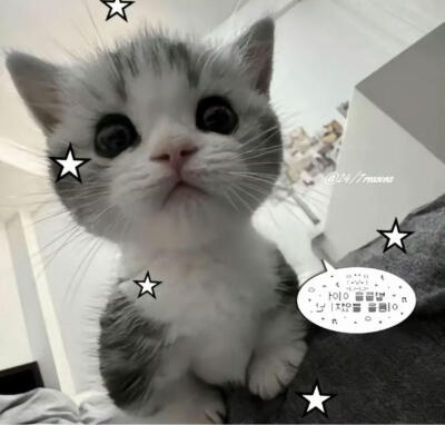 小猫咪头像 天大地大小猫咪最大