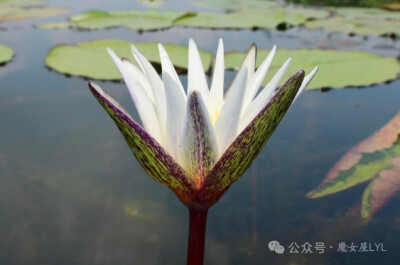 几内亚睡莲 Nymphaea guineensis