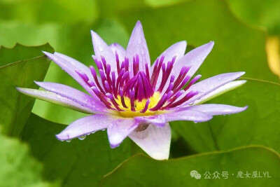 蓝星睡莲 Nymphaea colorata