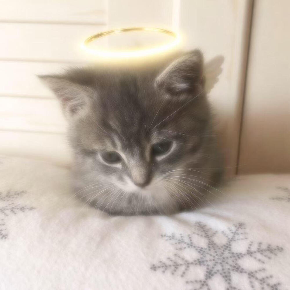 小猫咪头像 天大地大小猫咪最大