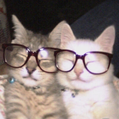 小猫咪头像 天大地大小猫咪最大