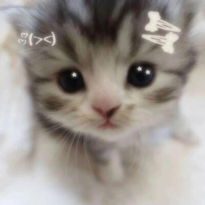 小猫咪头像 天大地大小猫咪最大