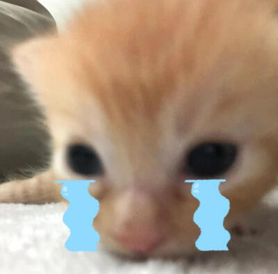 小猫咪头像 天大地大小猫咪最大