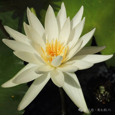 美洲白睡莲（学名：Nymphaea ampla）又名大睡莲，为睡莲科睡莲属广热带睡莲亚属下的一个种。