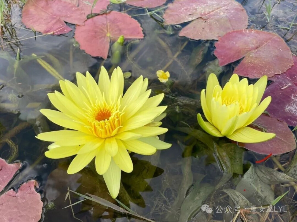 斯图曼睡莲 Nymphaea stuhlmannii 坦桑尼亚特有的一种睡莲。芳香的花朵宽10-15厘米，花朵为黄色。