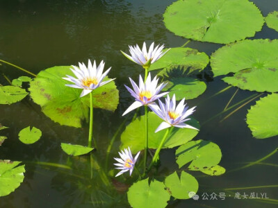 细瓣睡莲 Nymphaea gracilis