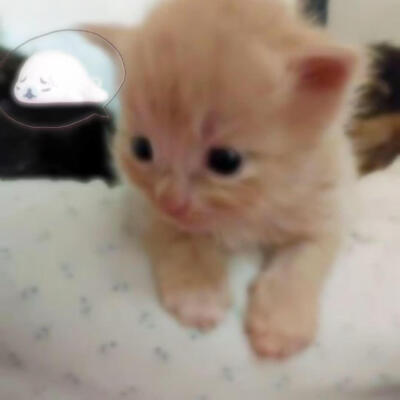 小猫咪头像 天大地大小猫咪最大