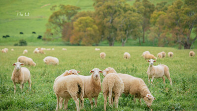 草原 ©阿鹿﹣ALU-