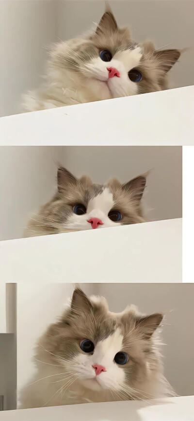 可爱壁纸·图源微博