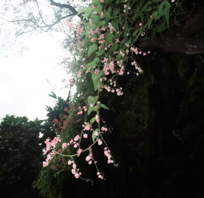 ᶿധّᶿ背景图