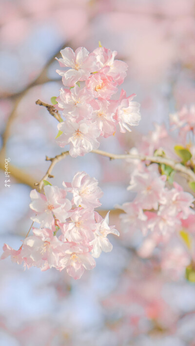 花 粉色系 ©阿鹿﹣ALU-