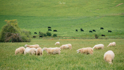 草原 ©阿鹿﹣ALU-