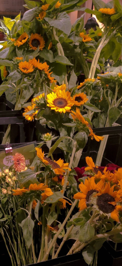 氛围感风景壁纸