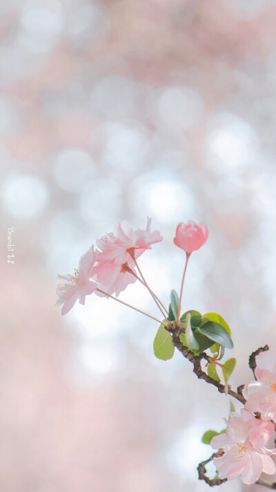 花 粉色系 ©阿鹿﹣ALU-