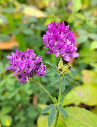 牧草之王——苜蓿