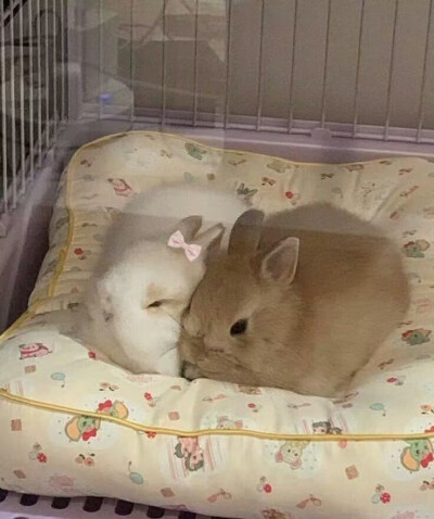 审兔积累
图源：栗子
#可爱头像##闺蜜头像#