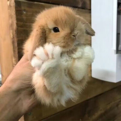 审兔积累
图源：栗子
#可爱头像##闺蜜头像#