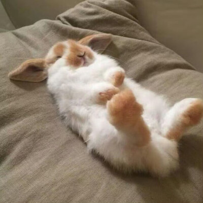 审兔积累
图源：栗子
#可爱头像##闺蜜头像#