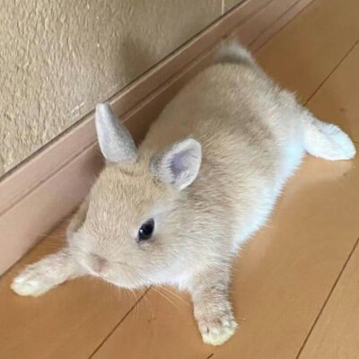 审兔积累
图源：栗子
#可爱头像##闺蜜头像#