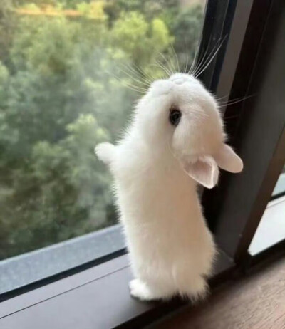 审兔积累
图源：栗子
#可爱头像##闺蜜头像#