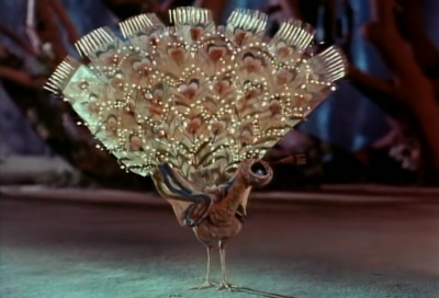 孔雀的焰火｜美丽的孔雀开屏