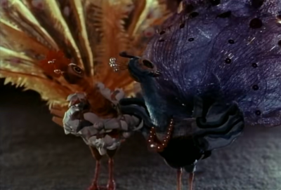 孔雀的焰火｜美丽的孔雀开屏