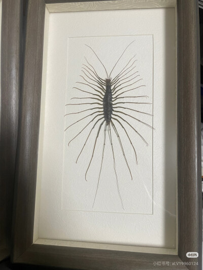 昆标