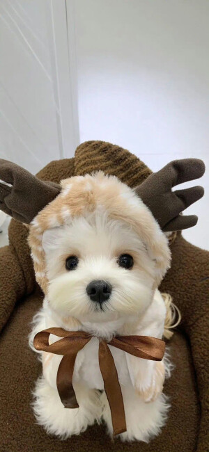 小清新壁纸分享 .ᐟ.ᐟ