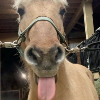 ₍₍ ◟(∗˙ ꒵ ˙∗)◞ ₎₎