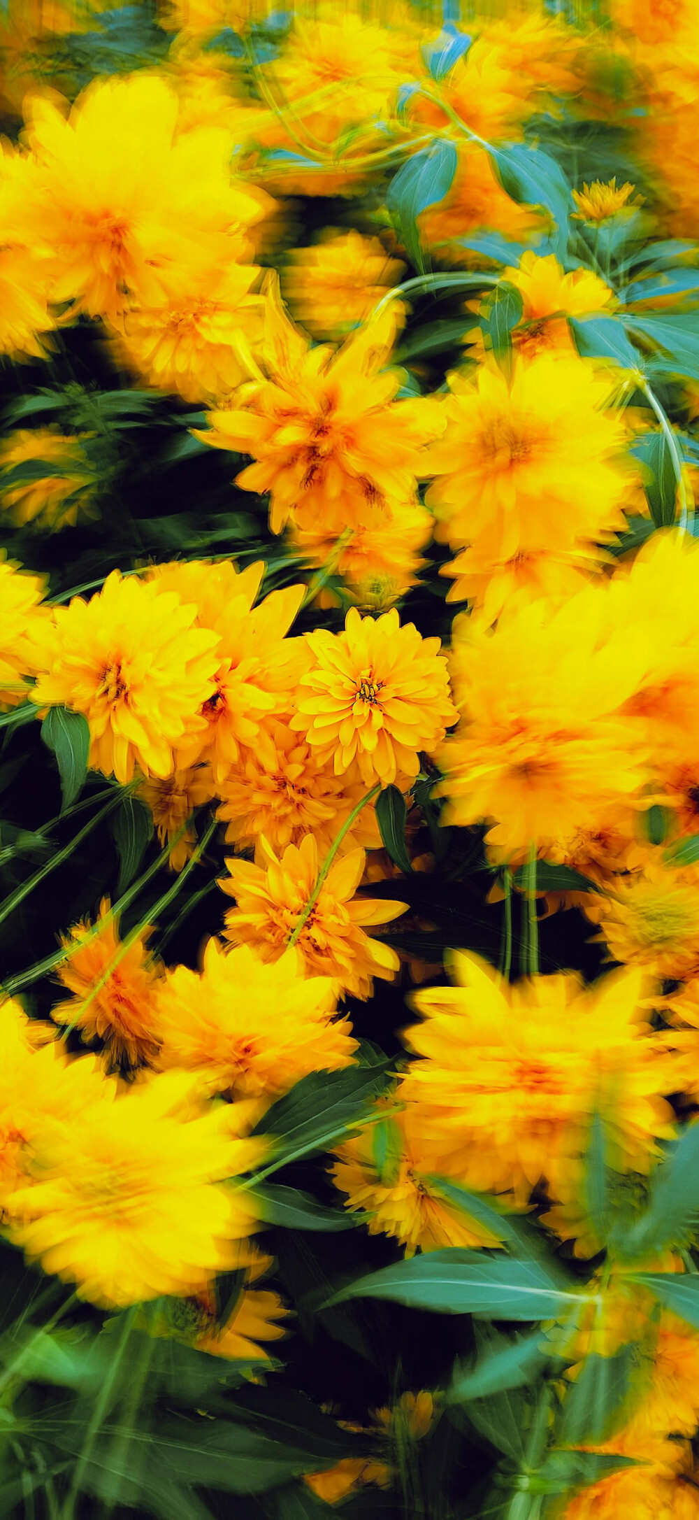 花花