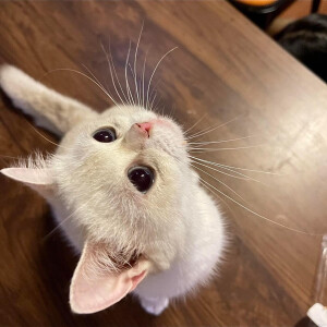 萌宠