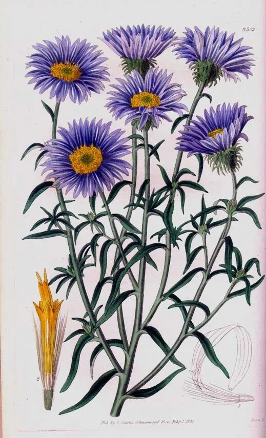 Diplopappus Incanus（灰白双冠花）