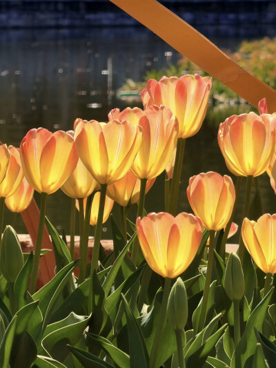 一万个春和景明
太子湾的郁金香花期未至先在翠湖赏个够叭 !!
豉汁凤爪脱骨红米肠的虾仁紧实Q
无花果特调今日最佳喝完早茶依旧啃得下抹茶红豆法棍真得很不戳
莫非店主是传说中的极品饭灵根？
抹茶黄油块搭配绵糯中带…